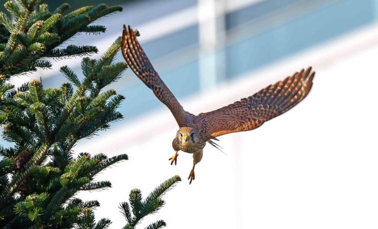 Turmfalke beim Rieder Krankenhaus (Foto: Günter Bermadinger)