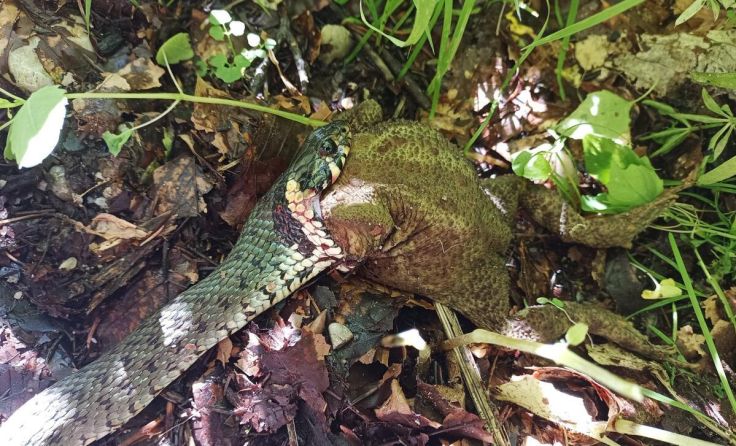 Ringelnatter (Foto: Laudert)