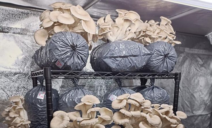 Die Austern-Seitlinge gibt es in der Pilzothek. (Foto: Pilzothek)