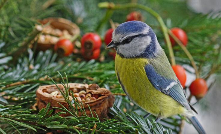 . (Foto: Litzlbauer)