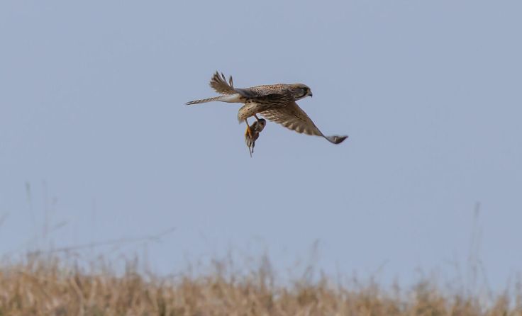 Der Turmfalke mit einer Maus (Foto: Bermadinger)