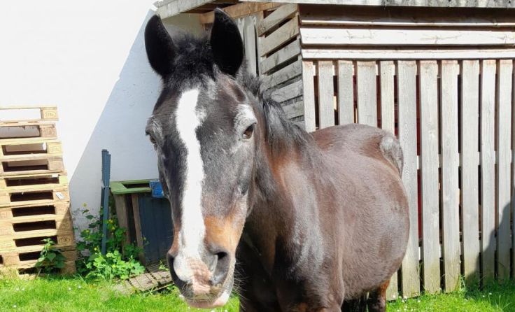 Juna genoss noch die letzten zehn Jahre ihres Lebens im Pferdeparadies. (Foto: Verein Animal Spirit)