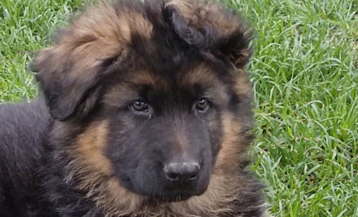 Hunde brauchen eine klare Ansage. (Foto: Selker)