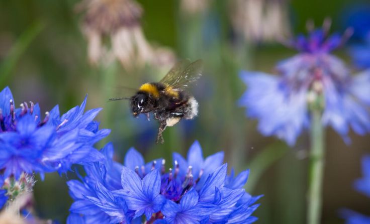 Die Wildbiene ist keine Konkurrenz zur herkömmlichen Biene. (Foto: stock.adobe.com/Nathan McClunie)
