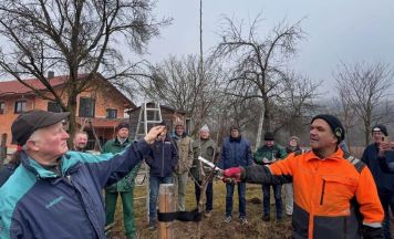 Obstbäume fachgerecht zurückschneiden