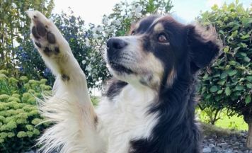 Kursbeginn beim Grenzlandhundesportclub Obernberg