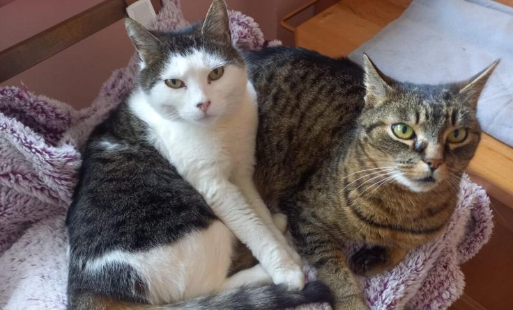 Haubi und Tiger brauchen ein guten Platz bei einem Katzenliebhaber. (Foto: privat)