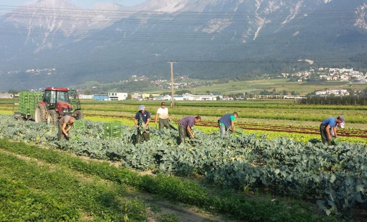 Der Vortrag widmet sich den Arbeitsbedingungen von Erntearbeitern. (Foto: sezonieri)