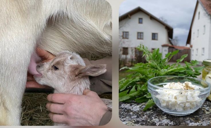 Am Loderhof von Manuela Detzlhofer dreht sich alles um die Ziege. (Foto: Detzlhofer)