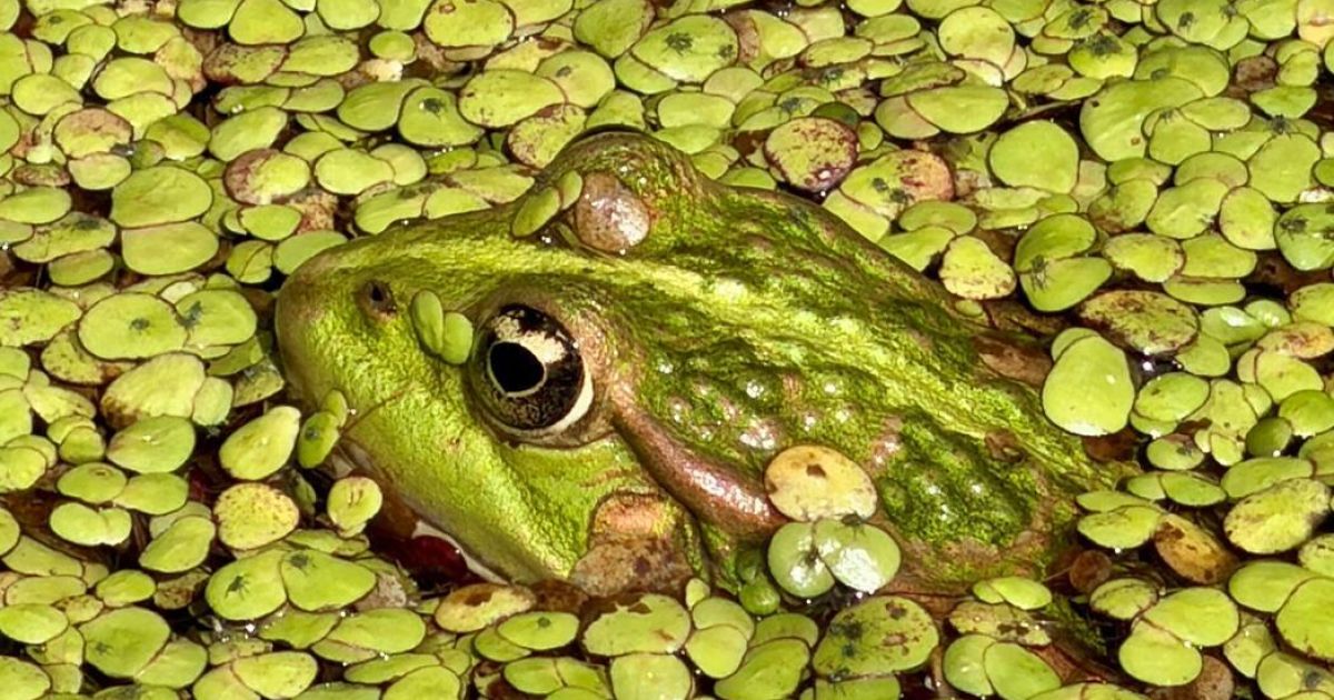 Leserfoto