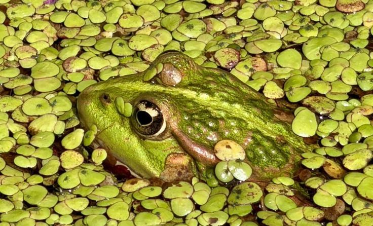 Frosch mit Teichlinsen (Foto: Streif)