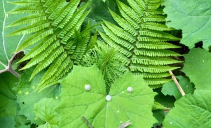 Die Natur hautnah erleben, ist das Ziel der Waldwanderung. (Foto: Lobmeier)
