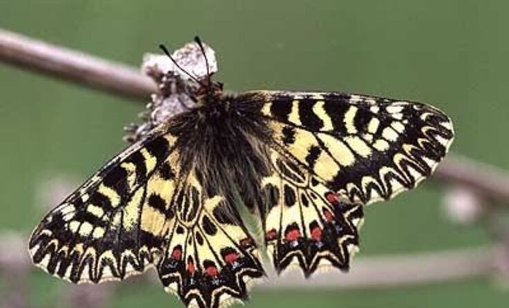 Osterluzeifalter Foto: https://commons.wikimedia.org/w/index.php?curid=1631428