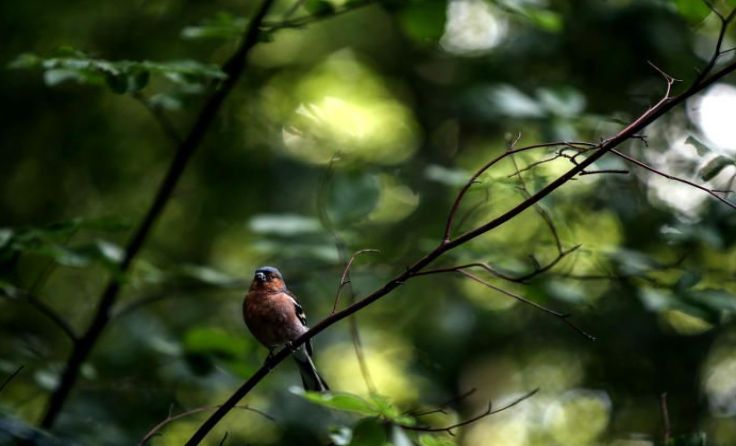 Symbolfoto: Weihbold