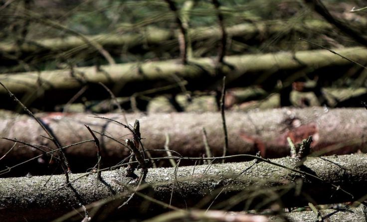 Symbolfoto: Weihbold