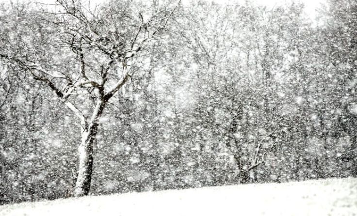 Symbolfoto: Weihbold