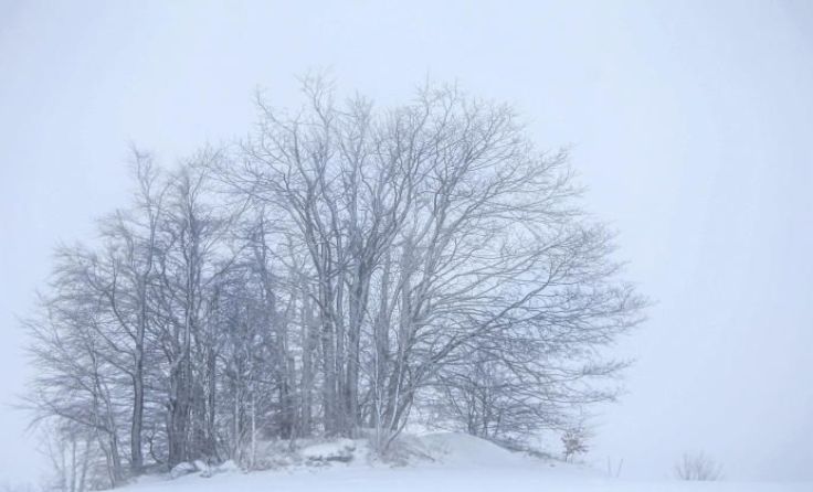 Symbolfoto: Weihbold