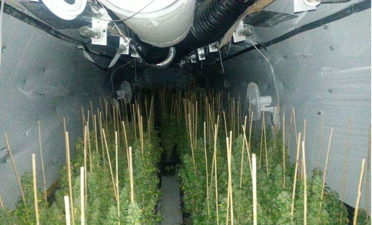 Die Indoor-Produktionsstätte für Cannabis im Gemeindegebiet von Maissau. Foto: LPD NÖ