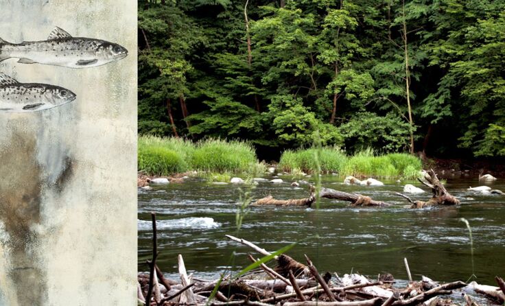 Das Leben ist ein freier Fluss Foto: Clemens Feigel