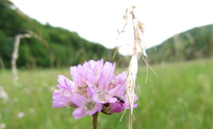 Österreichs Flora ist um eine Blütenpflanze reicher Fotos: NP_Thayatal, coopnatura