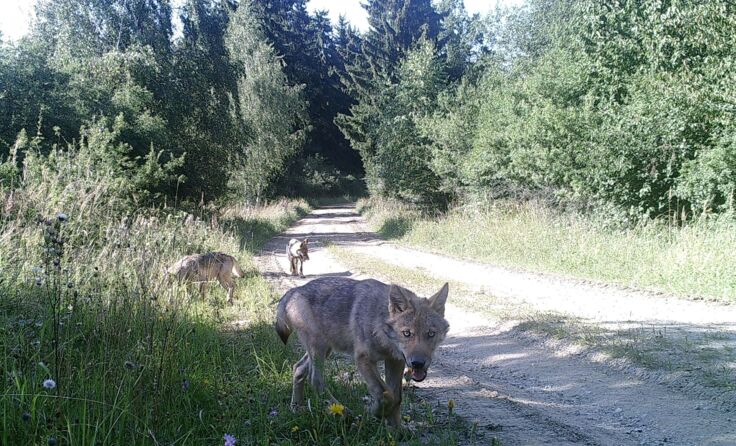 Die Wolfsmutter mit ihrem Nachwuchs Fotos: BMLVS