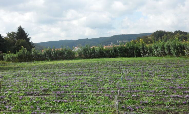 Waldviertler Safran zum Selberpflücken Foto: Moser