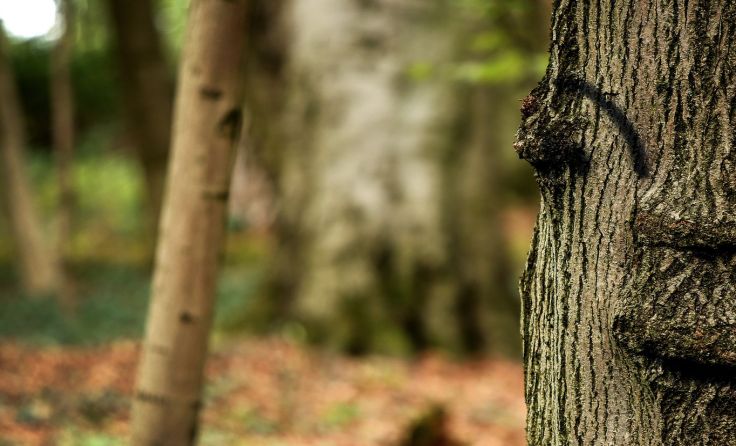 Das Festival wird vom 5. Mai bis zum 5. August 2018 stattfinden. Symbolfoto: Vowe