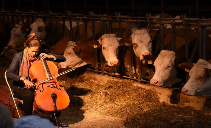 Konzert im Kuhstall
