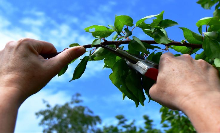 Mehr Fruchtgenuss durch einen Sommerobstbaumschnitt. Foto: Leader-Region Kamptal 