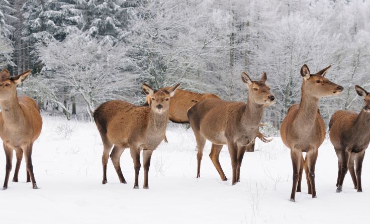 Kahlwild verbringt die Wintermonate in Rudeln. In dieser Zeit sind sie besonders empfindlich.