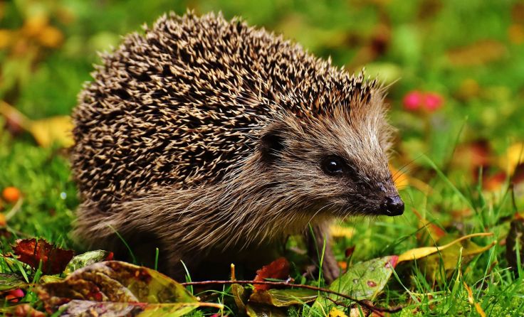 Der Naturschutzbund verlost drei Igelhäuschen. Foto: Pixabay 