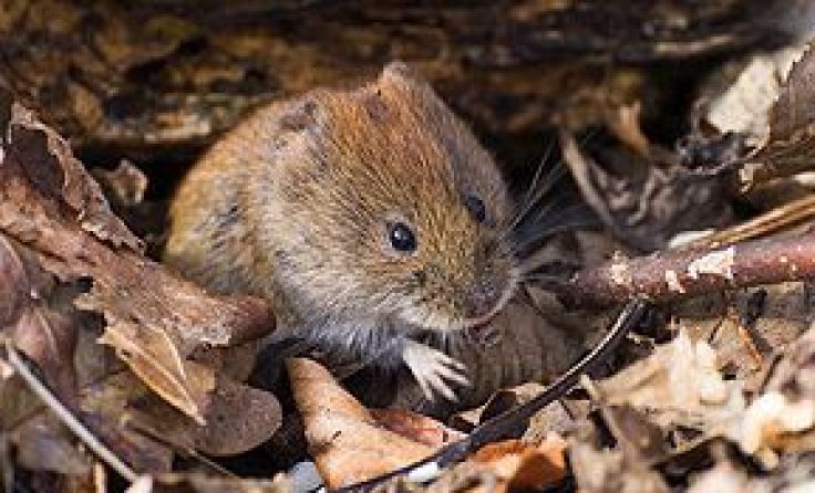Das Tier des Monats November ist die Rötelmaus. Foto: apodemusOG 
