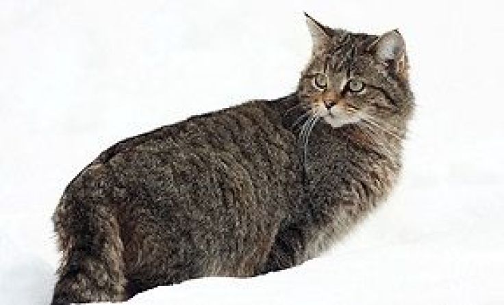 Den Abschluss der Serie 2019 macht im Dezember die Wildkatze. Foto: Josef Limberger 