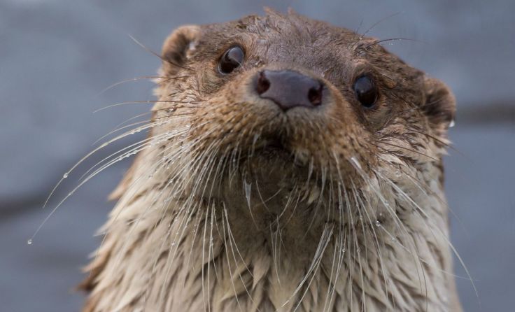 Leb wohl und ruhe in Frieden, du süße Maus! Foto: UnterWasserReich Schrems