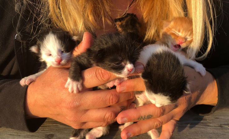 Foto: Tierschutzorganisation Pfotenhilfe