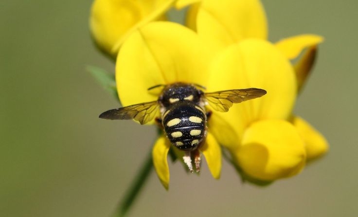 Wollbienen-Weibchen labt sich am Hornklee Foto: Walter Wallner