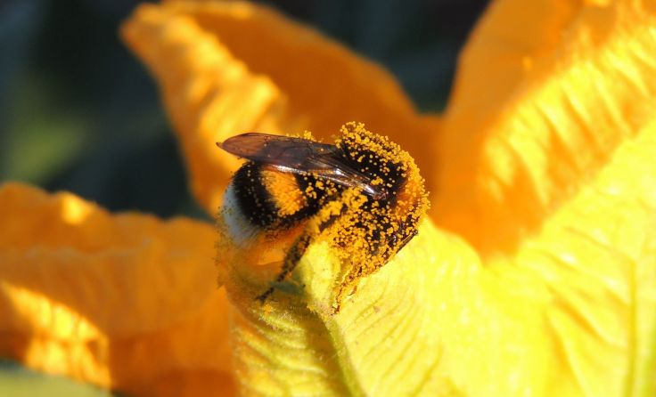 Mit Pollen übersäte Hummel auf einer Kürbisblüte Foto: Kathrin Grobbauer