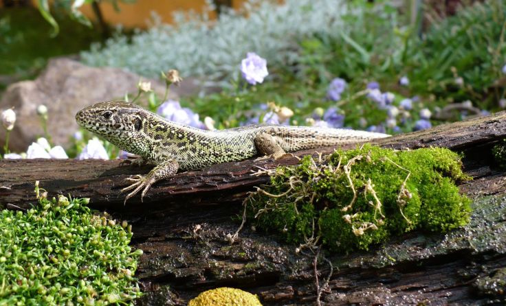 Zauneidechse Foto: Pixabay / Hans Hallodri