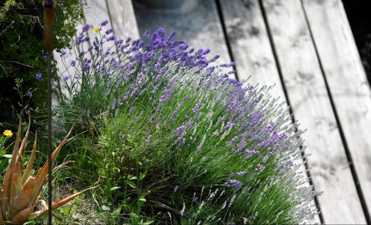 Lavendel hilft Gelsen fernzuhalten Foto: Natur im Garten/Haiden
