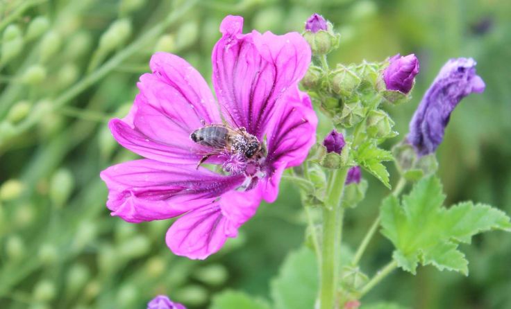 Jetzt Bienenpate werden: www.maschinenring-bluehpatenschaft.at Fotos: Maschinenring