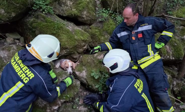 Tierrettung durch die FF Behamberg in diesem Jahr (Foto: Bezirksfeuerwehrkommando Amstetten)