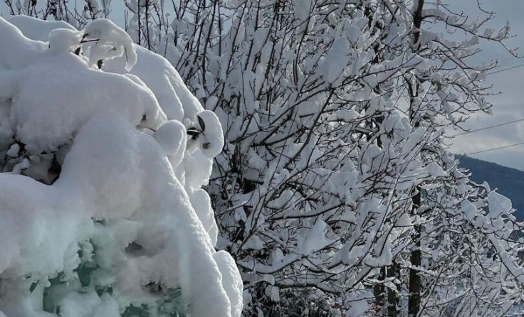 Aufgrund hoher Schneemassen drohen Äste zu brechen. (Foto: Magistrat Steyr / Presse)
