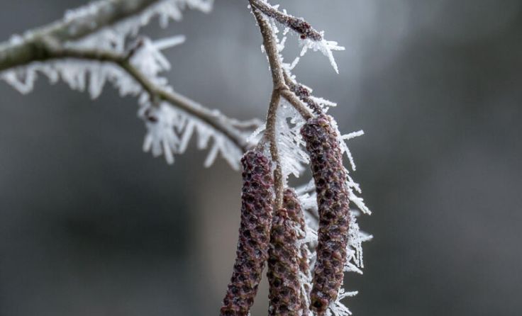 Knospen (Foto: Renate Nenning)