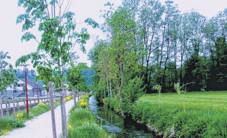 Im Bereich der Allee nach Helpfau wurden Blühflächen für Bienen angelegt.