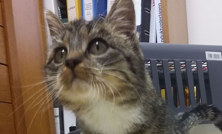 Katze Lucky kann sich nach ihrem Martyrium immer besser bewegen