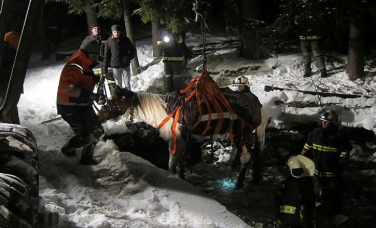 Das Pferd war in einen zugefrorenen Teich eingebrochen. Foto: APA/ FF Oberneukirchen