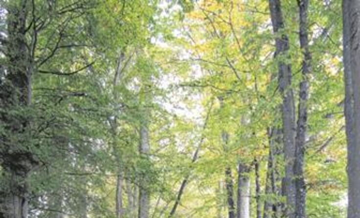 Trost finden in der freien Natur und im Gespräch mit anderen Betroffenen.
