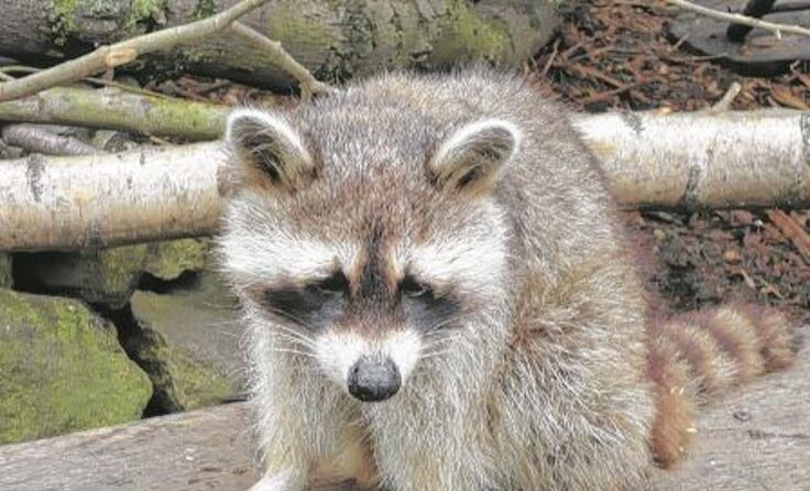 Die Waschbären dürfen sogar vorsichtig gestreichelt werden. Foto: siepmannH/pixelio