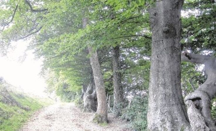 Gemeinsames Wandern mit Gleichgesinnten hilft, die Trauer zu überwinden.