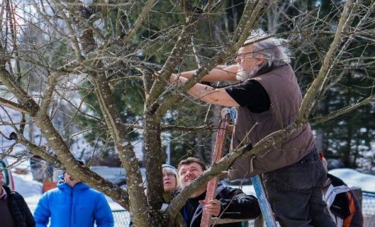 Die Baumschnittkurse starten im März. Foto: Moststraße/Gerald Prüller